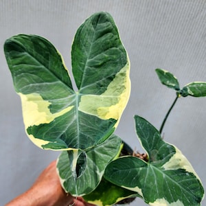 Alocasia Xanthosoma albo marginata "Mickey Mouse" Variegata 6" pot