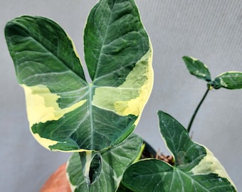 Alocasia Xanthosoma albo marginata "Mickey Mouse" Variegata 6" pot