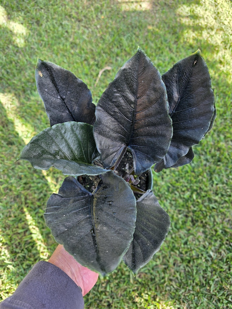 305 Greenery Alocasia Antoro Velvet - Thumbnail 2