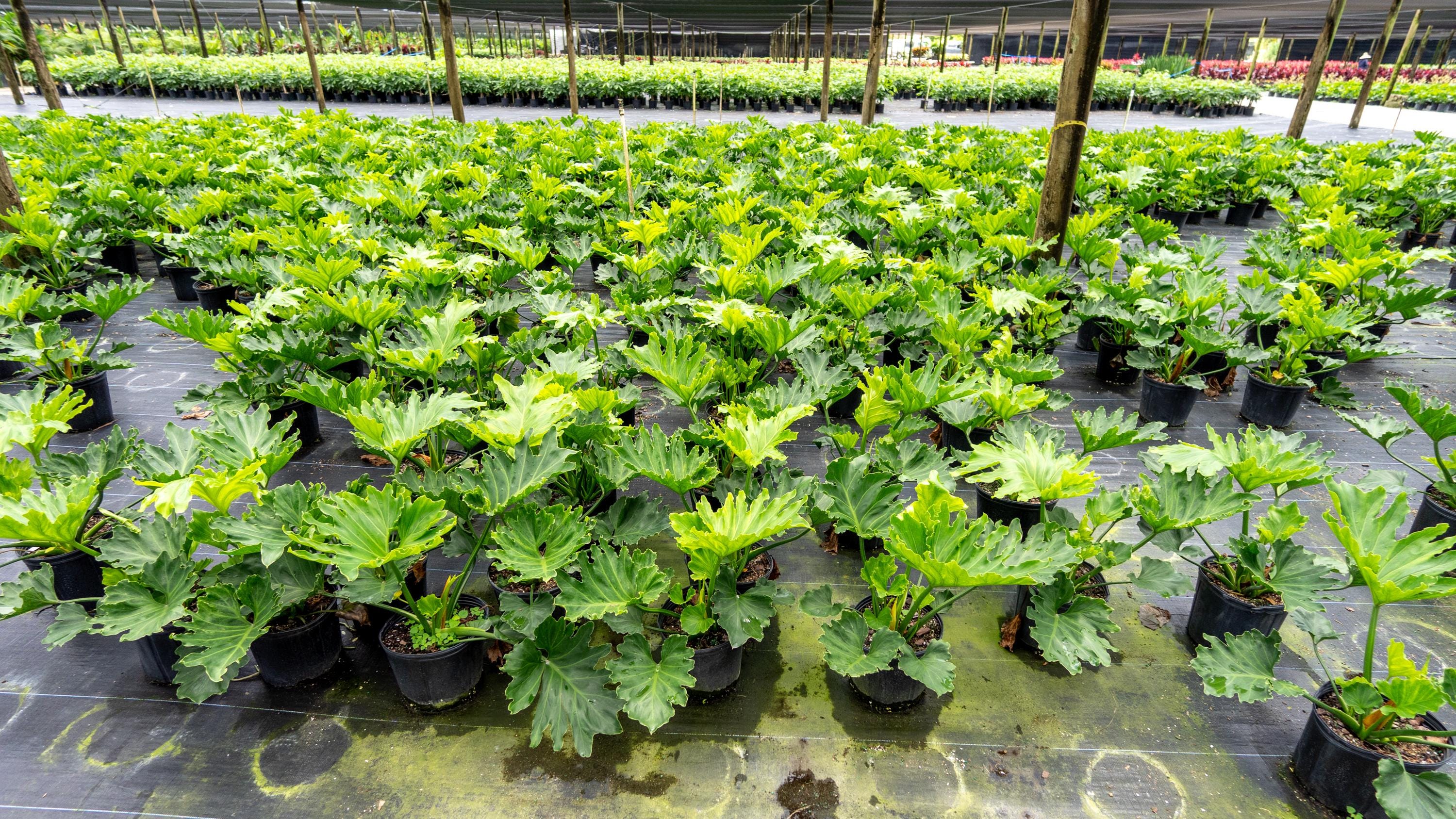 Philodendron Selloum 3 Gallon - Etsy