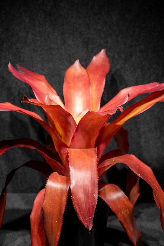Buy Aechmea Dean 9" Pot Online in India - Etsy