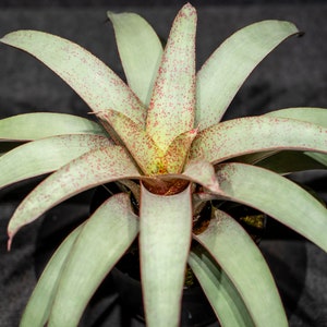 Vriesea Saundersii  6&quot; pot