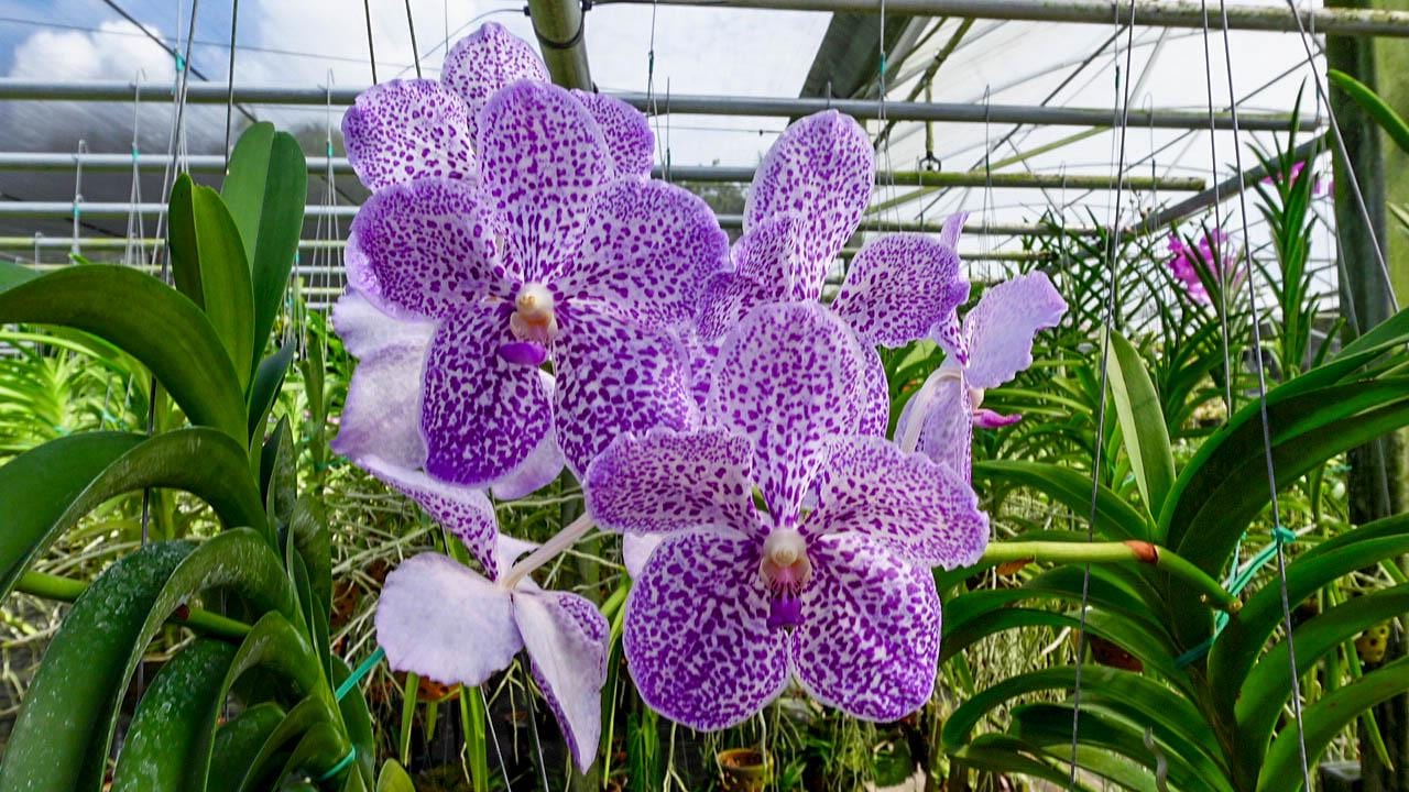 Vanda Yano Blue ‘Ploenpit’