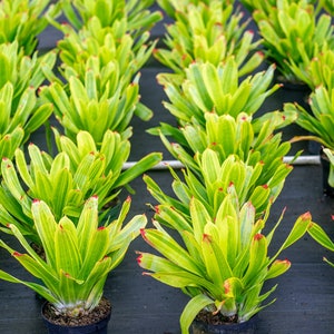 Bromeliad Hohenbergia Castellanosii Variegated 8 pot image 4