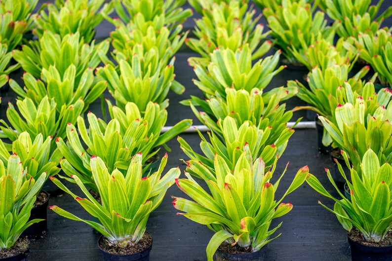 Bromeliad Hohenbergia Castellanosii Variegated 8 pot image 4