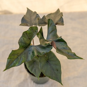 Alocasia Purple Cloak 6&quot; pot
