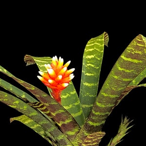 Bromeliad  Guzmania Musaica