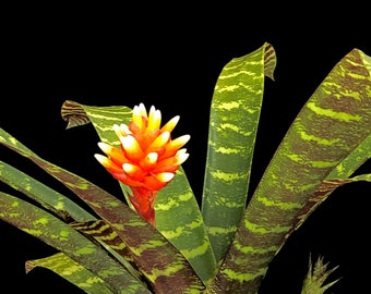 Bromeliad  Guzmania Musaica