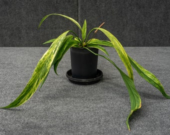Anthurium vittariifolium var.: Elegant Strap Leaf Tropical Anthurium - 6" pot