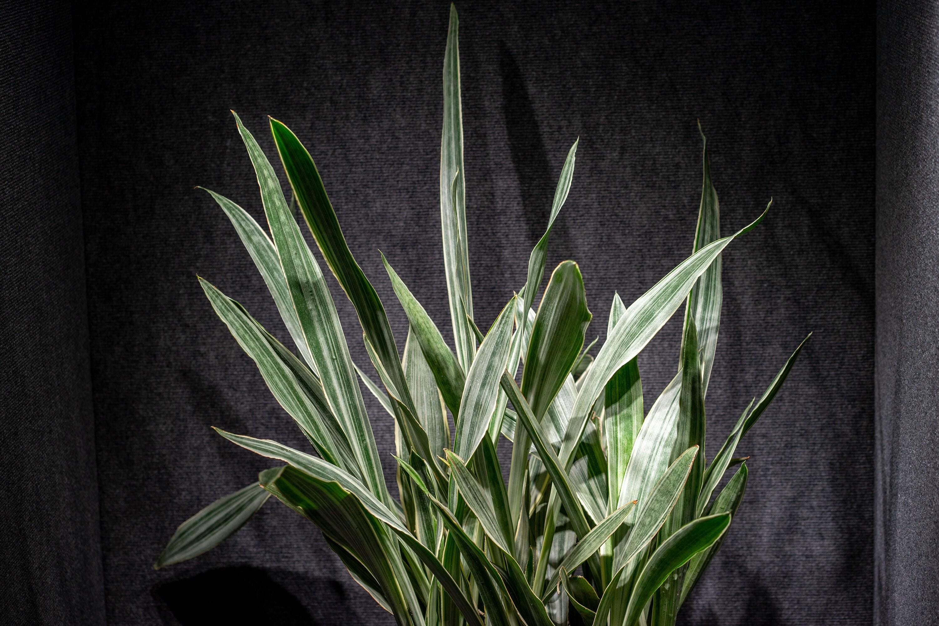 Sansevieria Sayuri, Snake Plant 3 Gallon - Etsy