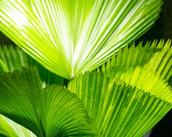 Pritchardia Licuala grandis Ruffled Fan Palm in a 3 gallons pot (very limited stock)