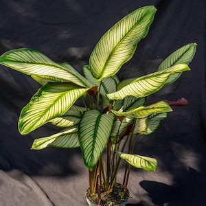 Calathea Goepperia sp. majestica  6&quot; pot