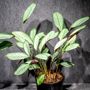 Calathea Ctenanthe Setosa 10 pot imagem 3