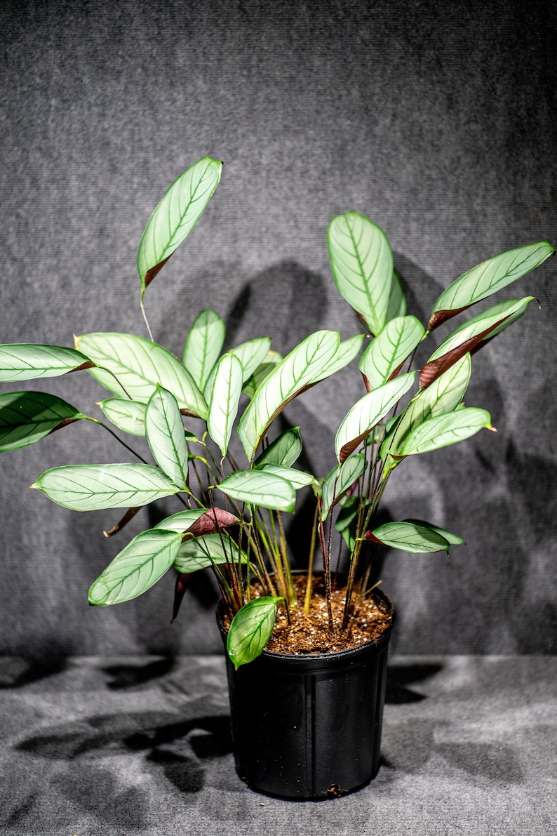 Calathea Ctenanthe Setosa 10 pot imagem 3