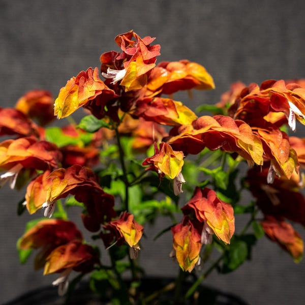 Red Shrimp Plant (Justicia brandegeana) 9″ pot