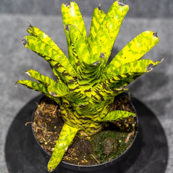 Aechmea Correia-Araujoi 6" pot