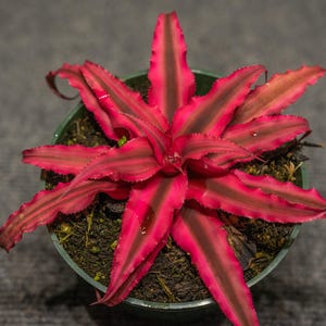 Cryptanthus Ruby Earth Star Plant 4 Inch Pot Tropical Pink Indoor Bromeliad