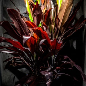 Cordyline ‘Black Magic’ 14″ pot