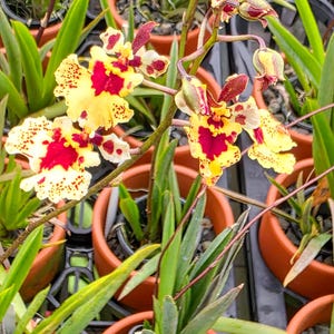 May include: Close-up of potted orchids with yellow and red speckled flowers. The orchids have long green leaves and are in small terracotta pots. The background shows more potted orchids in a greenhouse setting.