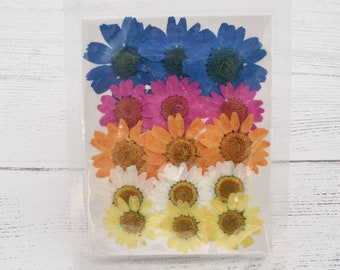 May include: A clear plastic bag filled with pressed flowers. The flowers are arranged in rows, starting with blue, then pink, then orange, and finally white.