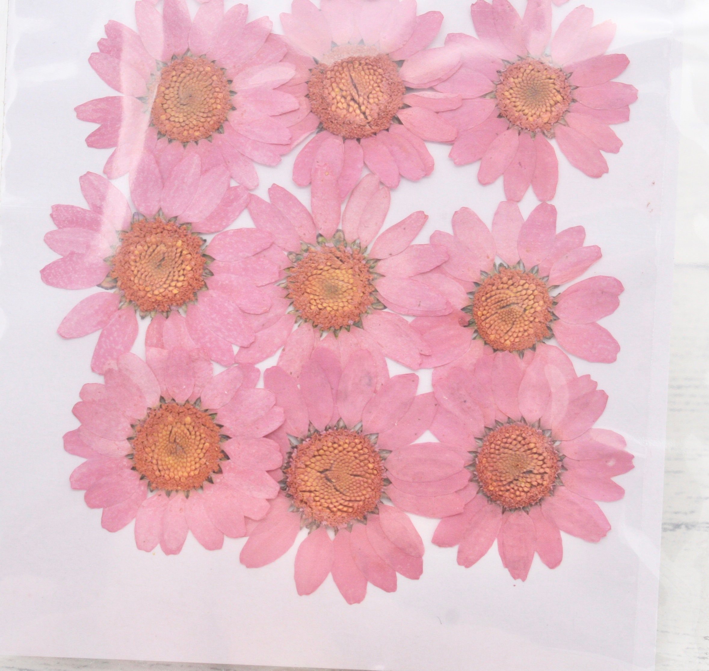 Pink Daisy Pressed Real Dried Flowers, Pressed Flower, Dried Flower, Resin Flower, Flower for Resin Craft, Japanese Flower, Flower for  Crafting