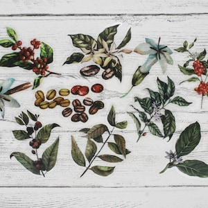 Decalque de 15 plantas de grãos de café, grãos de café, plantas de feijão, scrapbooking, decalques de resina, materiais de artesanato, materiais de arte