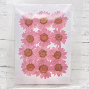 Pink Daisy Pressed Flowers, Pink Preserved Daisy Set, Resin Art, Resin, Scrapbooking, Small Flowers, Dried Flower, Preserved Flowers