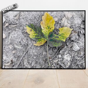 Art Print of a Fallen Leaf, Downloadable Printable Wall Art, JPEG Image