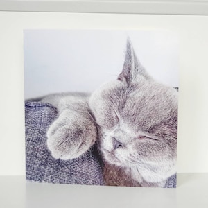 Premium Plain Greetings Card, Blue, British Short-haired Cat. Giftwrapped with Envelope Seal, 15x15cm Card by Pet Models UK - Modèle: Blue