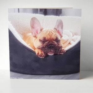 Premium plain Grußkarte, Fawn Französisch Bulldogge. Geschenk verpackt mit Umschlag Siegel, 15x15cm Karte von Pet Models UK-Modell: Murphy der Frenchie