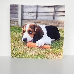 Premium Plain Greetings Card, Tricolore Beagle Cucciolo. Regalo avvolto con sigillo busta, 15x15cm Carta di Pet Models UK - Modello: Rocky