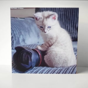 Tarjeta premium de saludos sencillos - Ragdoll X snow Bengal Kitten. Regalo envuelto con sello de sobre, 15x15cm tarjetas por modelos de mascotas UK- Modelo: Khaleesi