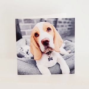 Carte de salutations haut de gamme, Lemon Beagle. Giftwrapped with Envelope Seal, 15x15cm Card by Pet Models UK - Modèle: Dougal