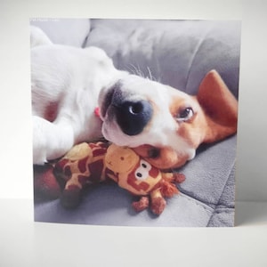 Premium Plain Greetings Card, Tricolore Beagle Cucciolo. Regalo avvolto con sigillo busta, 15x15cm Card di Pet Models UK - Modello: Leo