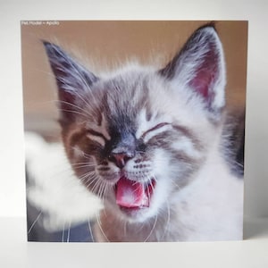 Carte de salutations plaine Premium - Ragdoll X Snow Bengal Chaton. Giftwrapped with Envelope Seal, 15x15cm Cards by Pet Models UK - Modèle: Apollo