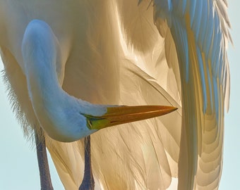 Preening egret art with full breeding colors - Unique nature piece - egret photography - birding home gift - great egret canvas