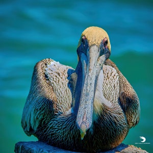 Brown Pelican Canvas Art - Picture of Bird on Pylon - Square Sizes from 8x8 to 40x40 inches