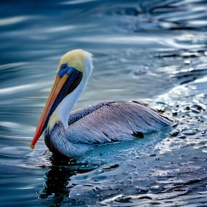 Brown pelican swimming in full breeding colors - Ocean bird in full breeding colors - Brown pelican with distinctive yellow head and bill