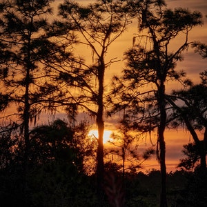 May include: Silhouettes of tall pine trees against a vibrant orange and pink sunset sky. The sun is setting behind the trees, casting long shadows.