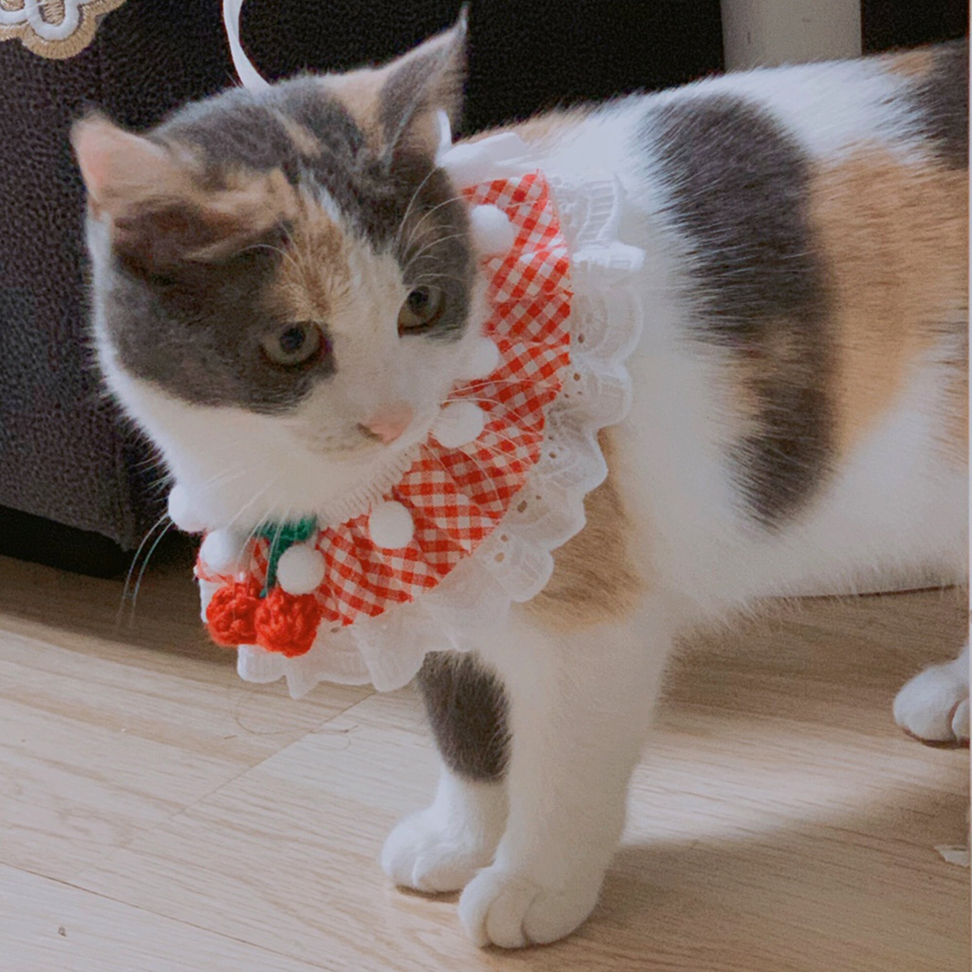 Mnknk Cat Collar Small Neck Ruff Pet Custom hand knitted Etsy