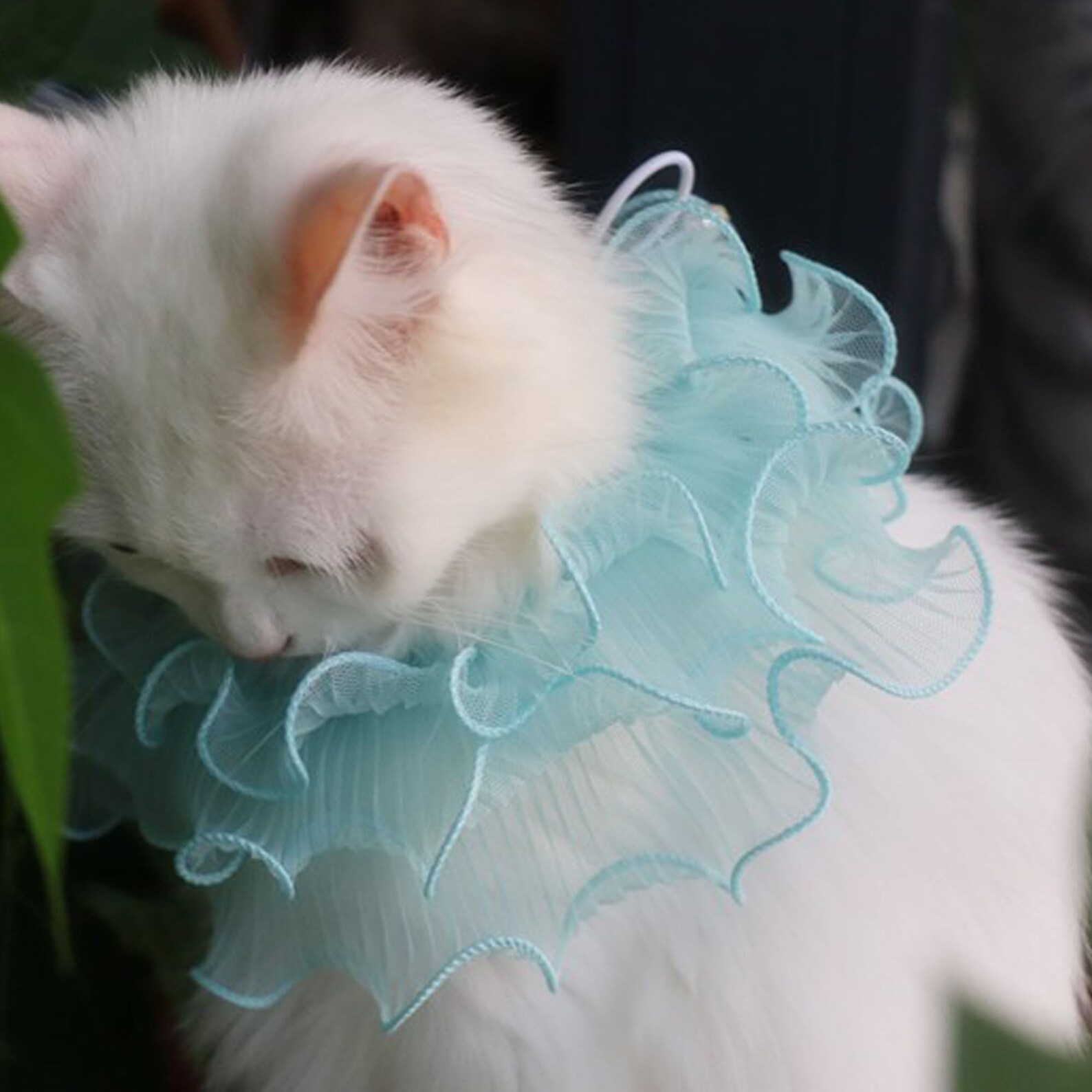 Mnknk Cat Collar Small Neck Ruff Pet Custom Renaissance Etsy UK