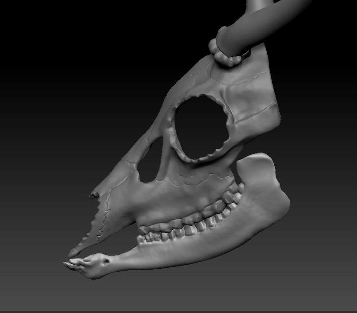 Deer skull head base printable model kit w separated antlers | Etsy