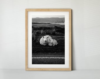 Sheep in Scotland (poster, fine art print, canvas) | Art Printing