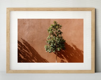 Olive Tree in Morocco (Photo, Fine Art Print, Canvas)