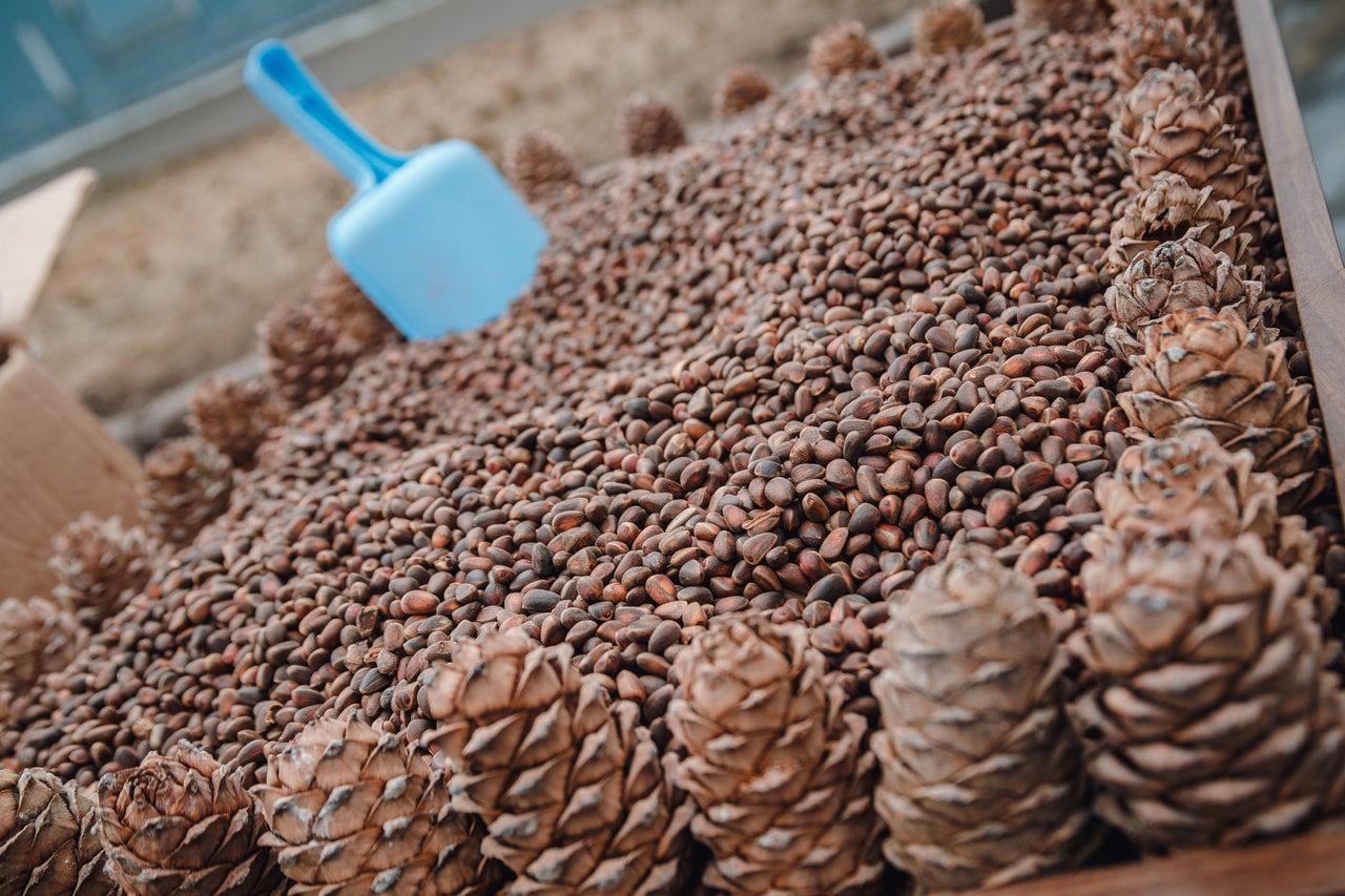 Wild Raw Pine Nuts 22 Pound 36 Ounces 1 Kg Kernels of Etsy