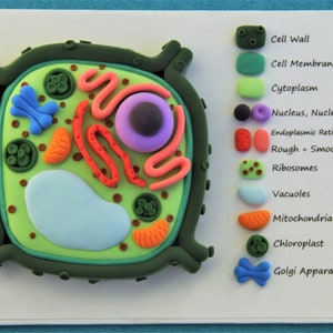 Custom Models For Teachers, Classroom Decor, Plant Cell Models, Science Model, Biology Models, Customized Classroom Model
