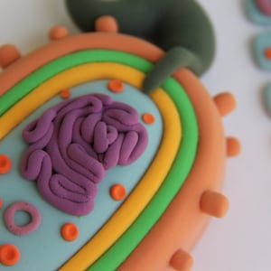 May include: A colorful, clay model of a cell, featuring a light blue interior with a purple nucleus. The cell has orange, yellow, and green layers, with orange protrusions. Small orange circles are scattered throughout the model.