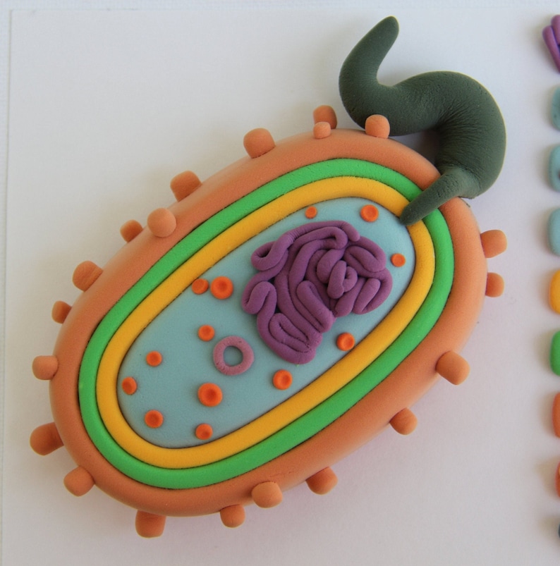 May include: A colorful, handmade model of a cell, likely for educational purposes. The cell is oval-shaped with a light blue interior, a purple nucleus, and various orange and red details. The outer layer is orange with small, round protrusions. A green, curved appendage extends from the top.