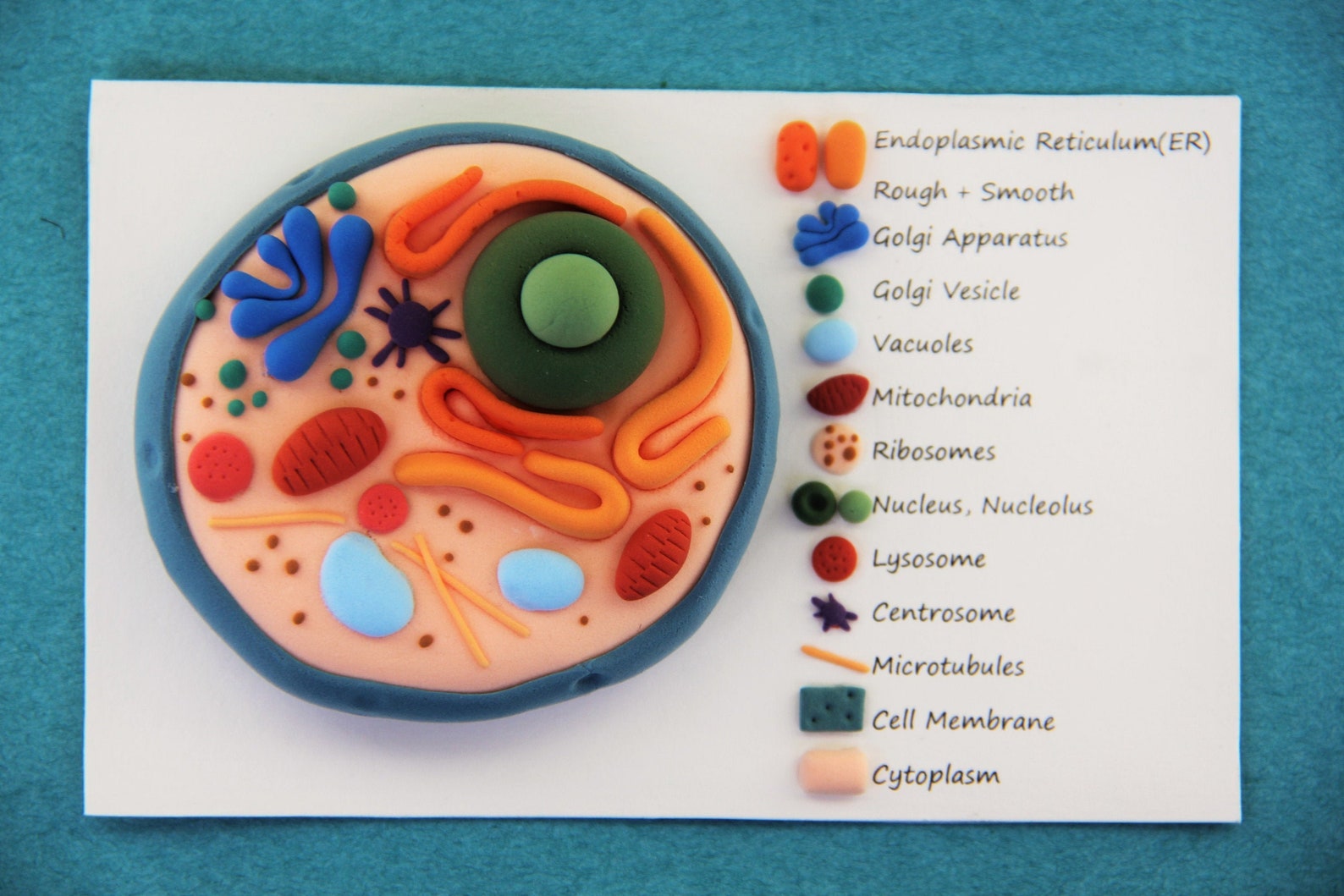 Custom Teaching Models for Teachers, Science Classroom Decor, Animal ...