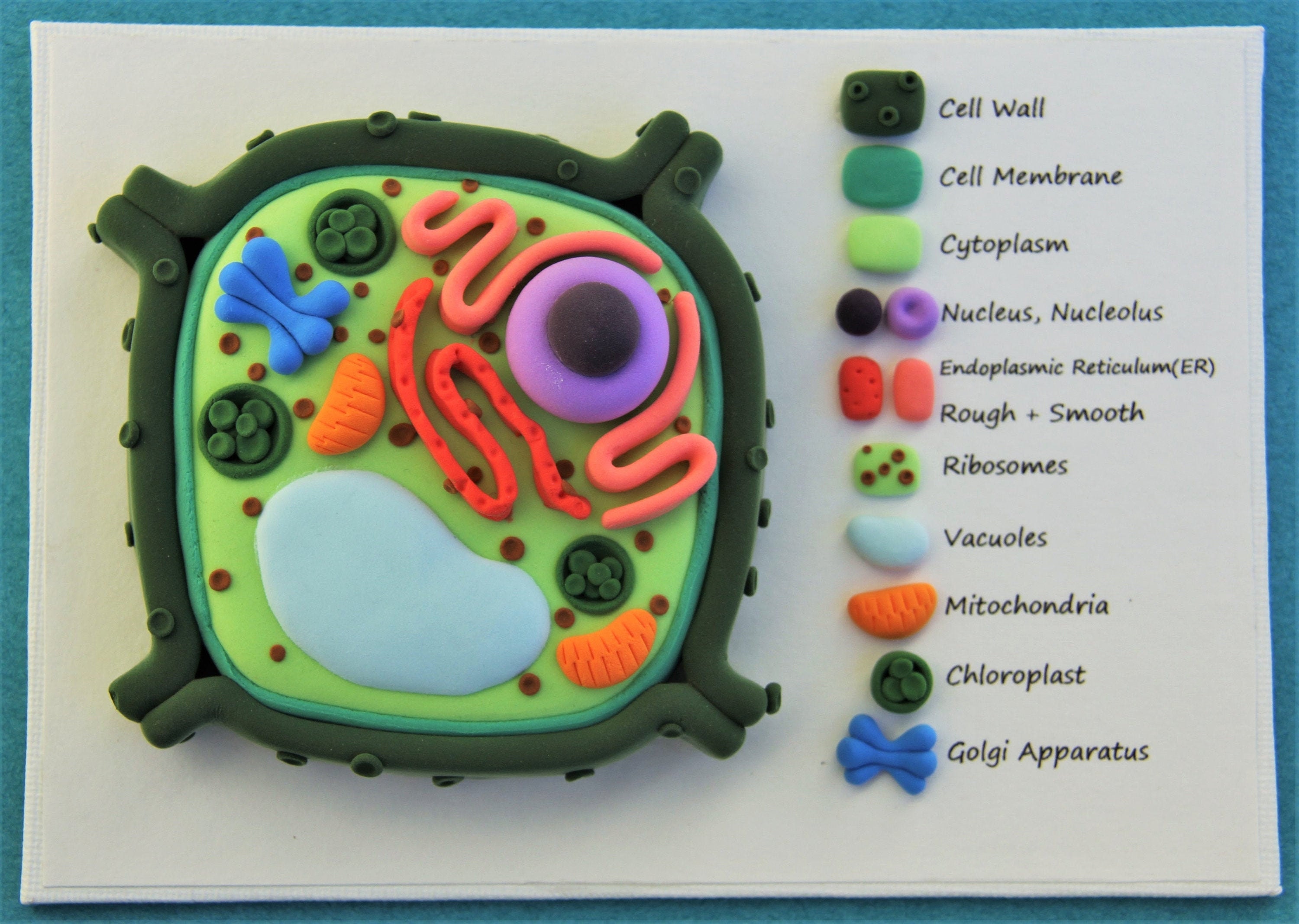 3d animal cell models with labels